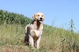 GOLDEN RETRIEVER 077
